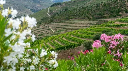 February March wine tours Douro Valley