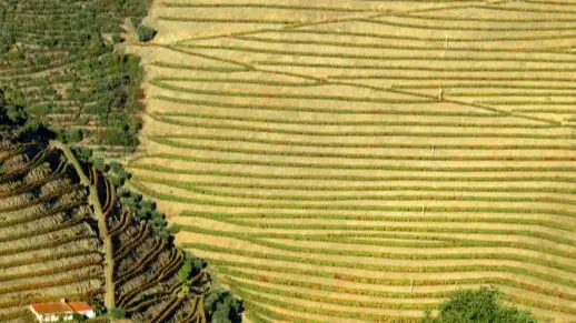 July wine tours Douro Valley